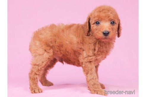 成約済の東京都のトイプードル-202134の3枚目